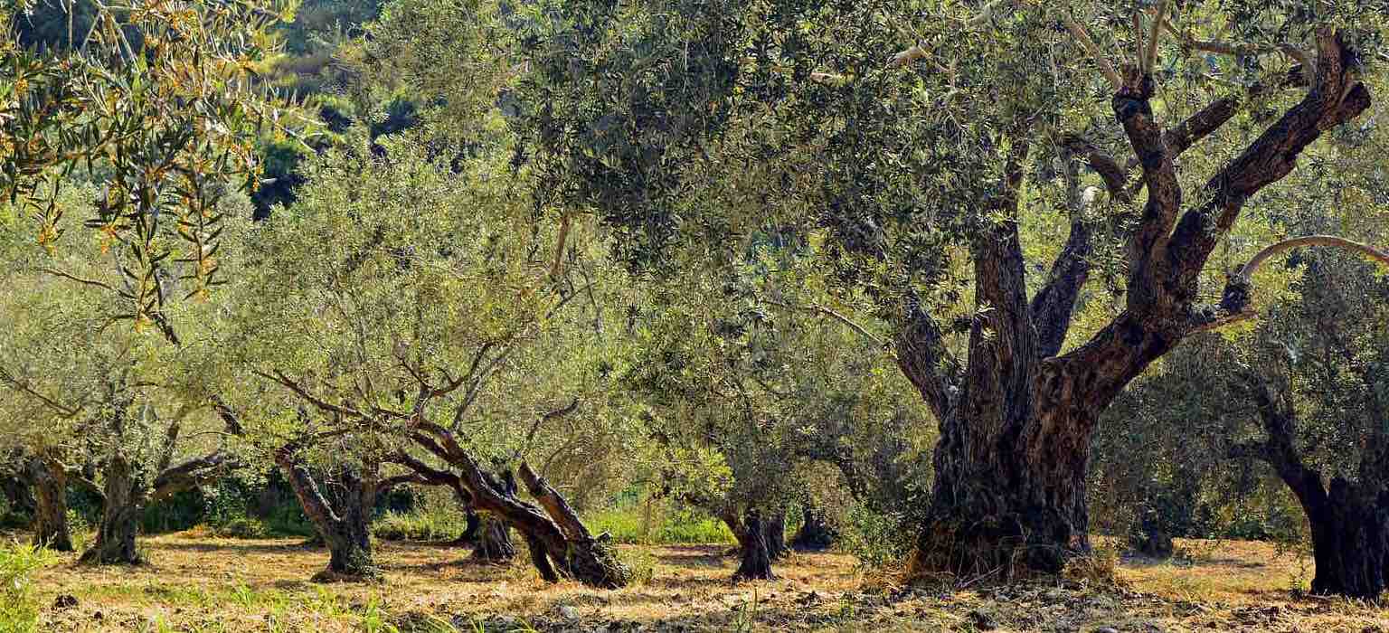 Paisaje de olivos - entorno creativo de la escuela Única Room